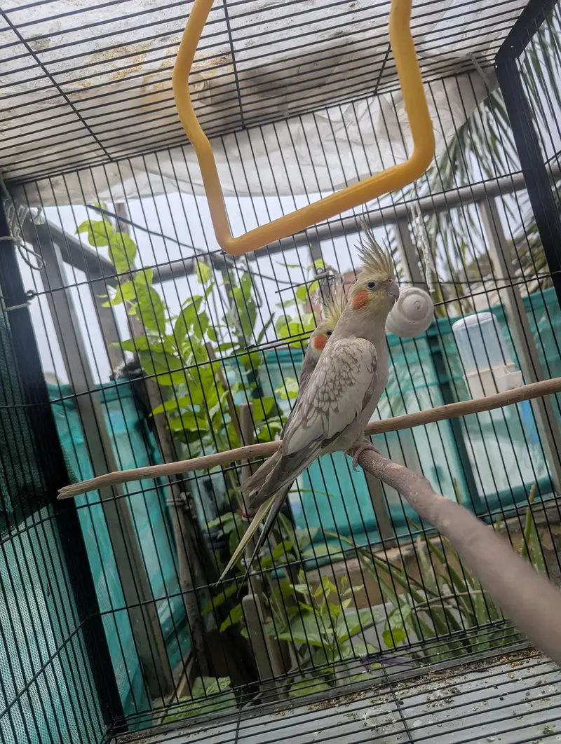 Grey Pied and Cinnamon Pearl Cockatiel Pair — photo 3