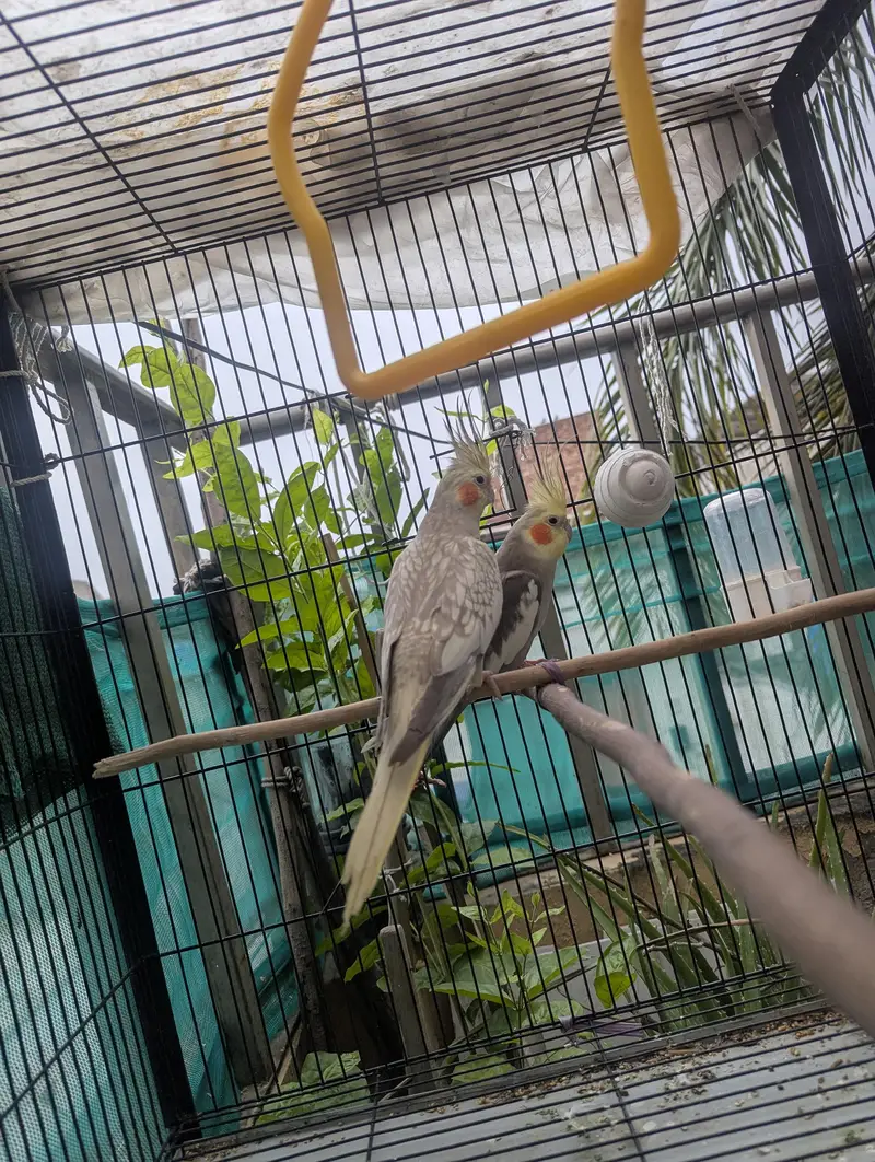Grey Pied and Cinnamon Pearl Cockatiel Pair — photo 4