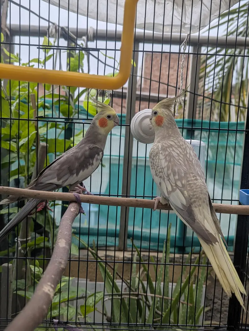 Grey Pied and Cinnamon Pearl Cockatiel Pair — photo 5