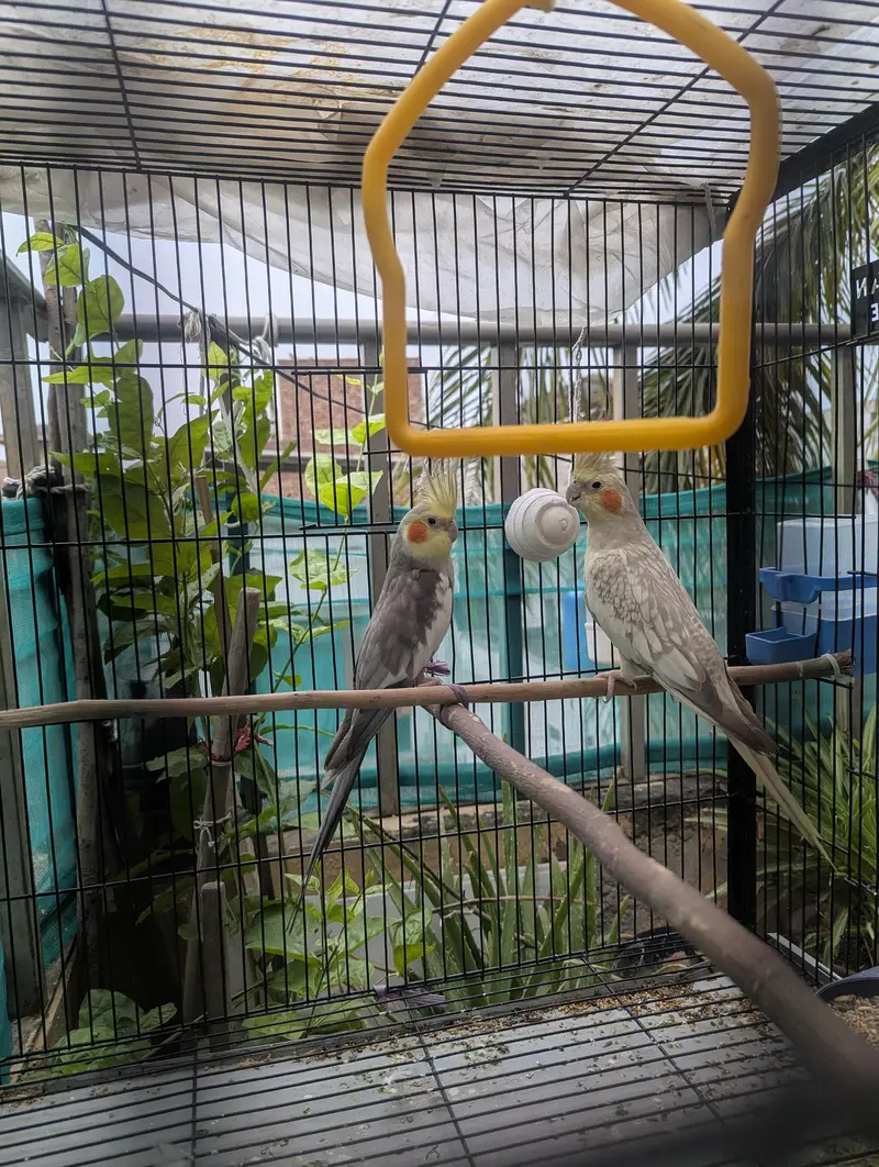 Grey Pied and Cinnamon Pearl Cockatiel Pair — photo 6