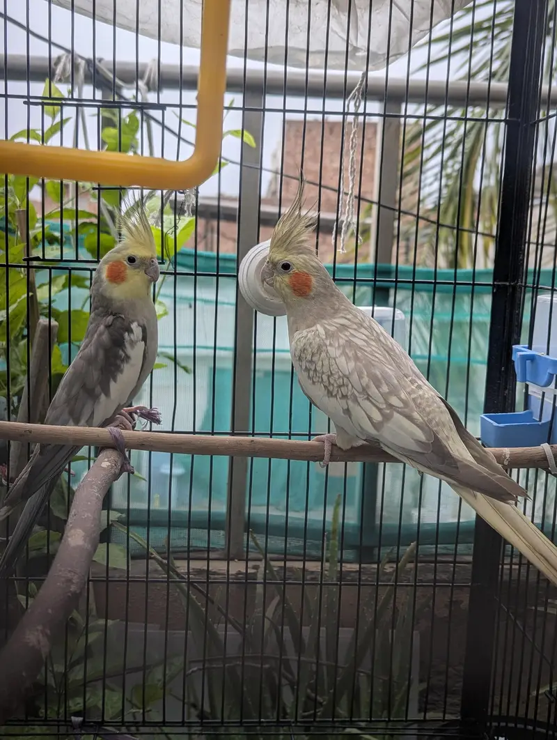 Grey Pied and Cinnamon Pearl Cockatiel Pair — photo 7