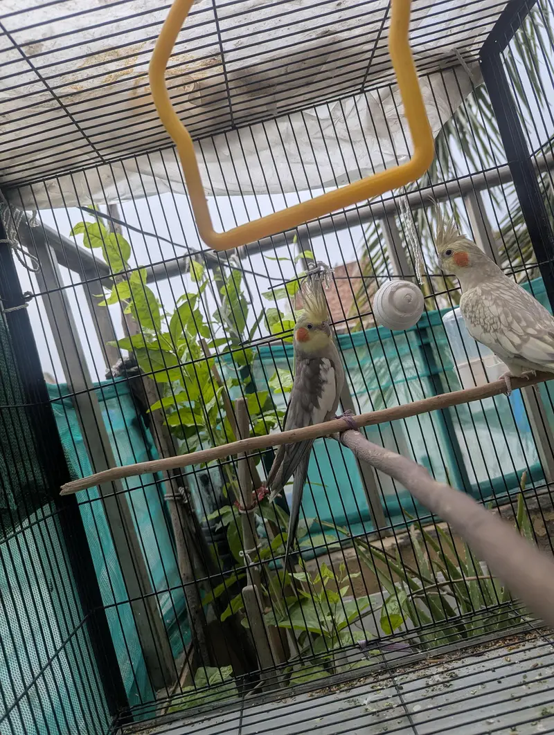 Grey Pied and Cinnamon Pearl Cockatiel Pair — photo 8