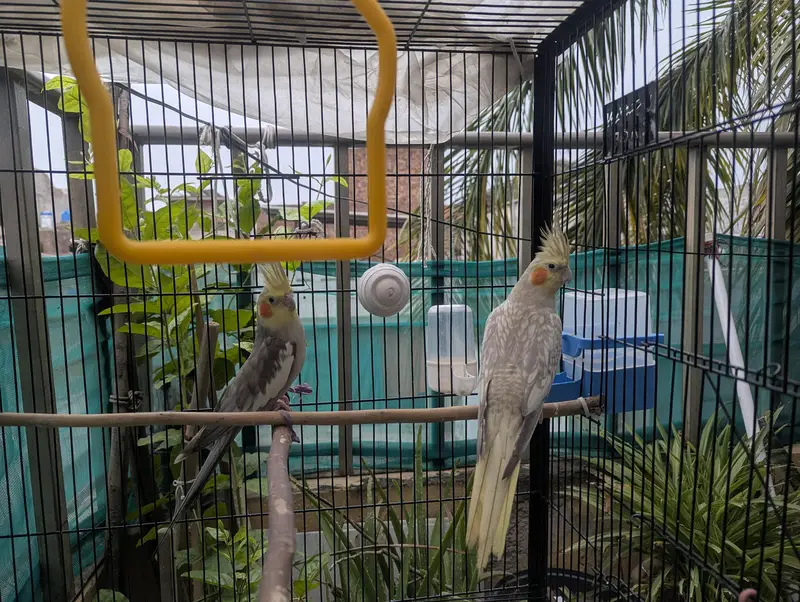 Grey Pied and Cinnamon Pearl Cockatiel Pair — photo 9