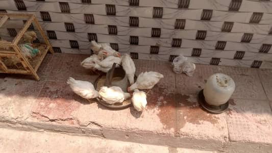 13 male hens for sale