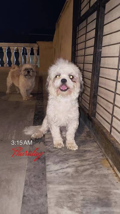 shishtzu Male available