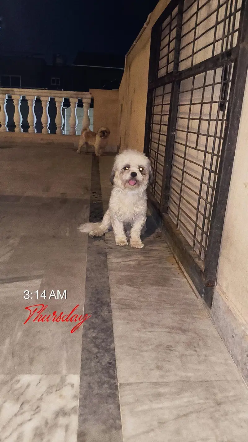 shishtzu Male available — photo 2