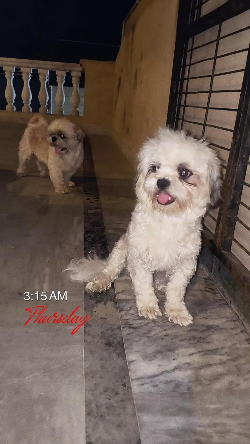 shishtzu Male available — photo 3