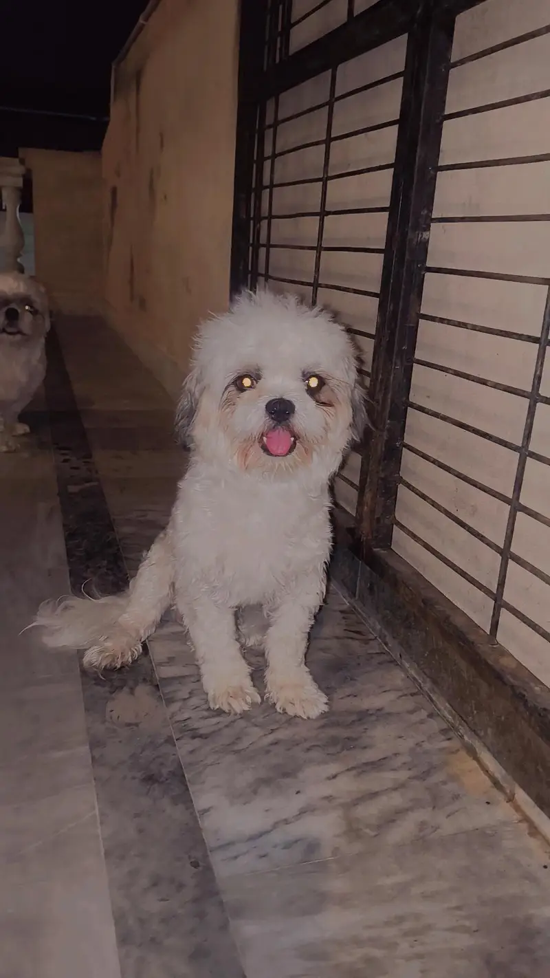 shishtzu Male available — photo 4