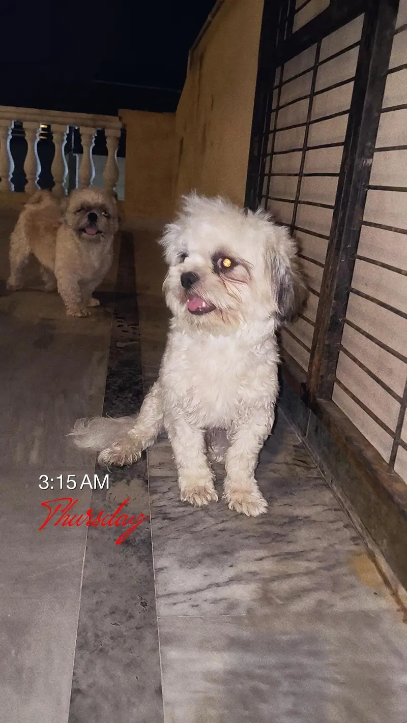 shishtzu Male available — photo 5