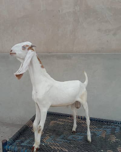 2 Ablak Male for sale