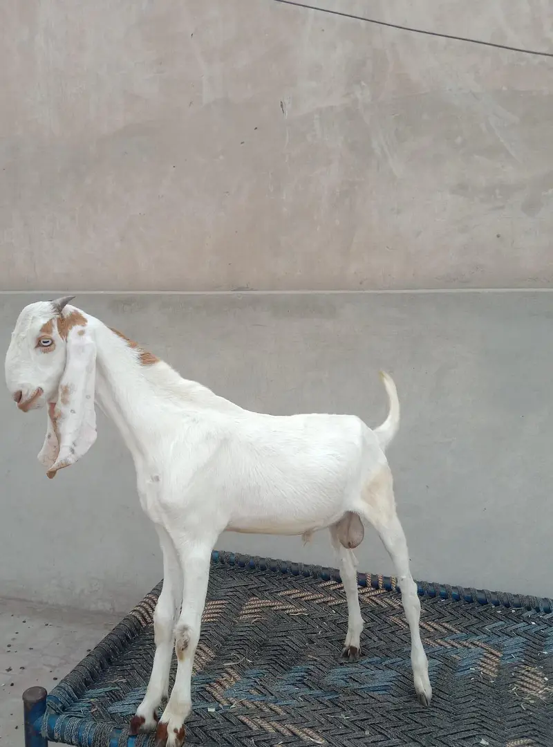 2 Ablak Male for sale — photo 2