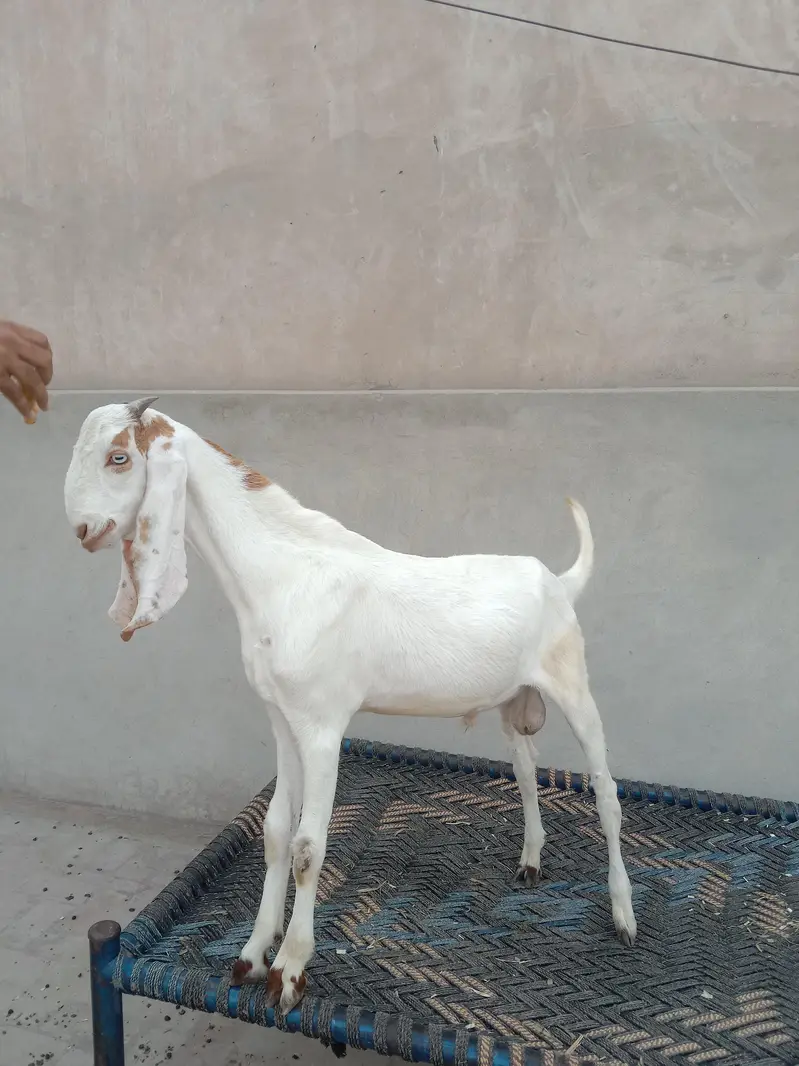 2 Ablak Male for sale — photo 3