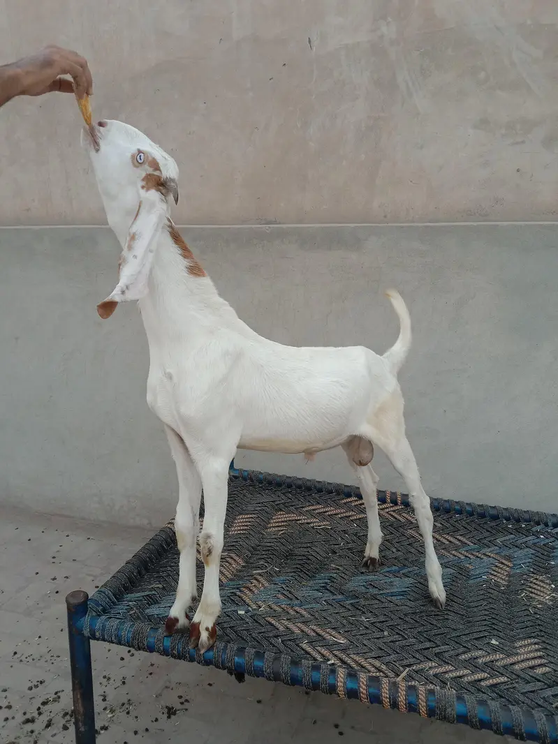 2 Ablak Male for sale — photo 4