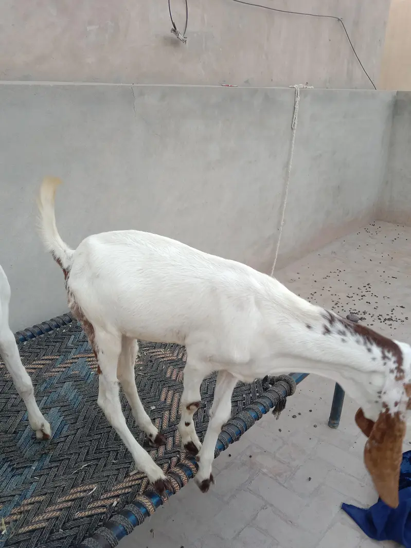 2 Ablak Male for sale — photo 5