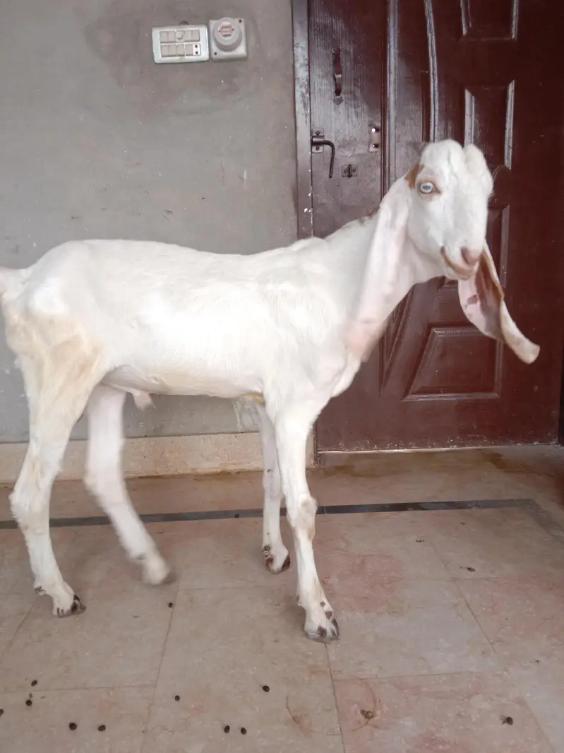 2 Ablak Male for sale — photo 6