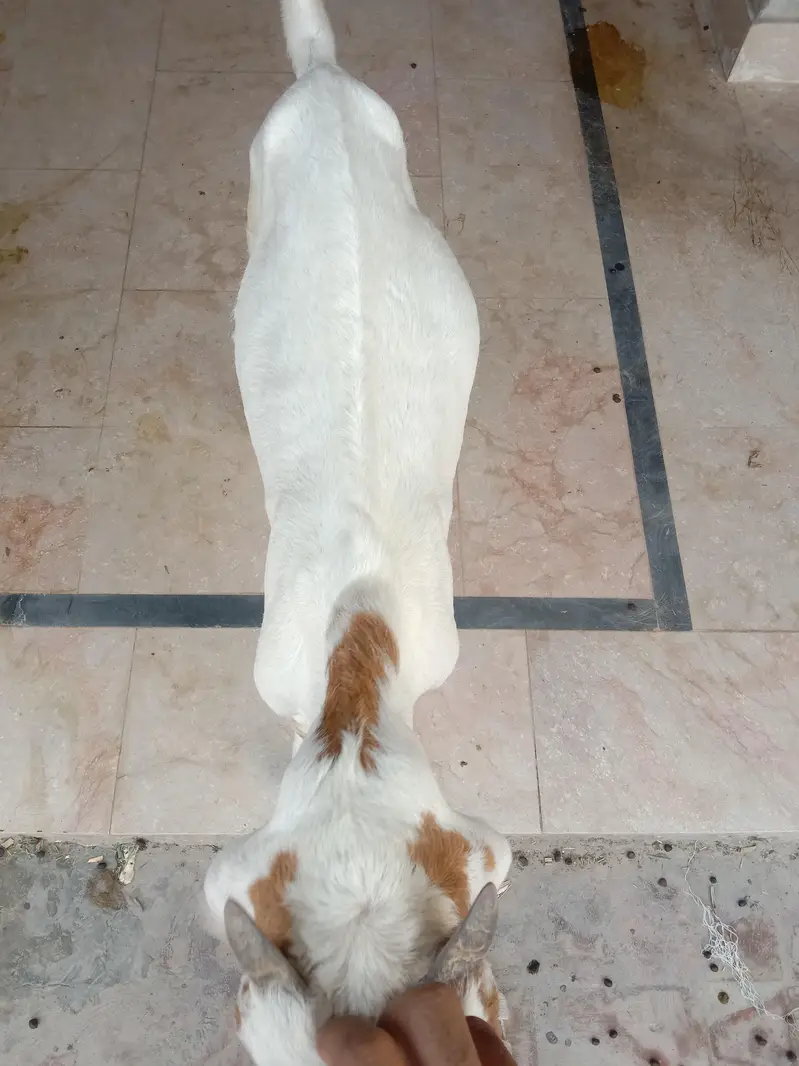 2 Ablak Male for sale — photo 7