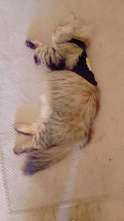 Persian Male vaccinated Cat For Sale