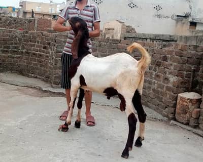 male goat 