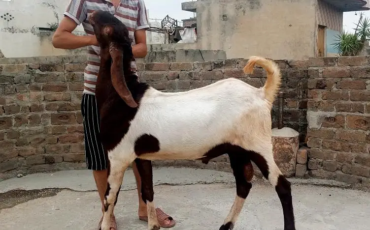 male goat  — photo 2