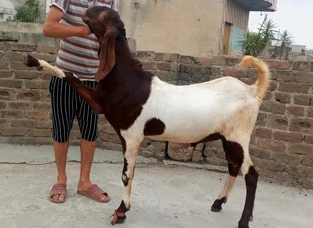 male goat  — photo 3