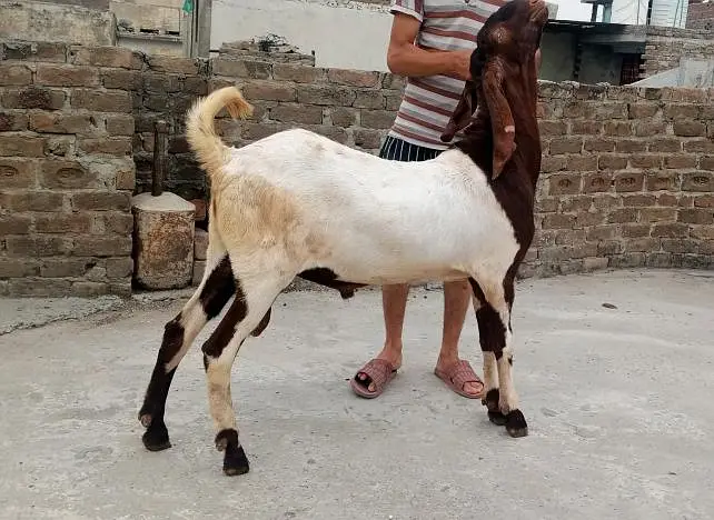 male goat  — photo 4