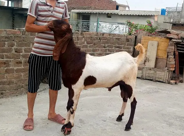 male goat  — photo 5