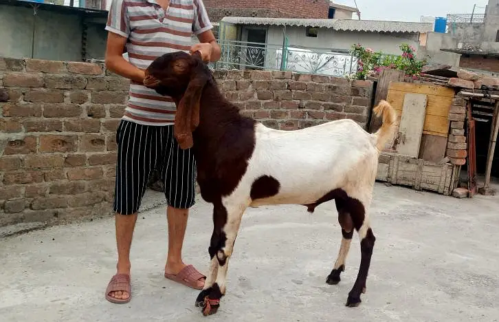 male goat  — photo 6