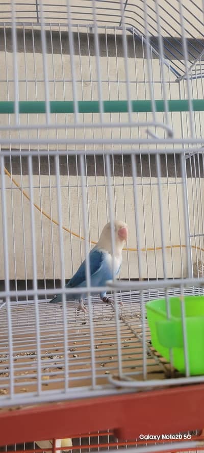 love birds