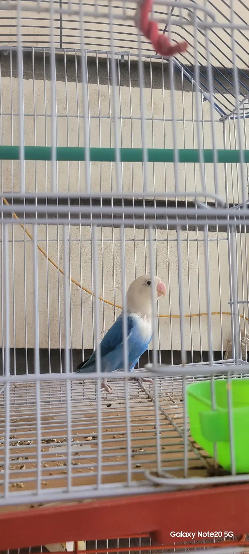 love birds — photo 2