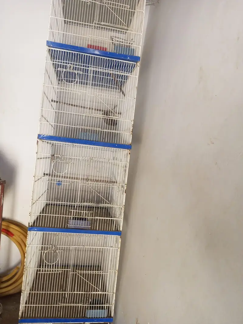 Birds Cage — photo 3