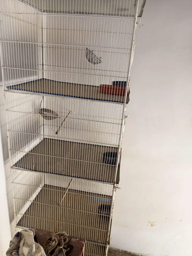 Birds Cage — photo 4