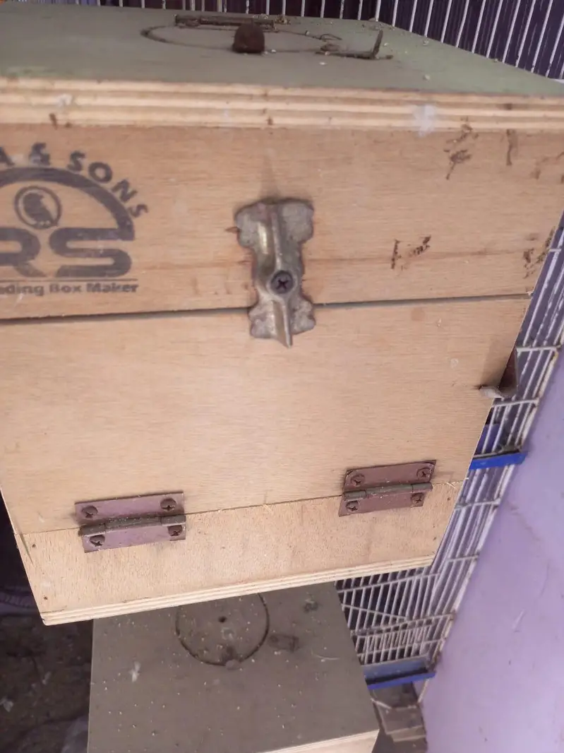 Birds Cage — photo 6