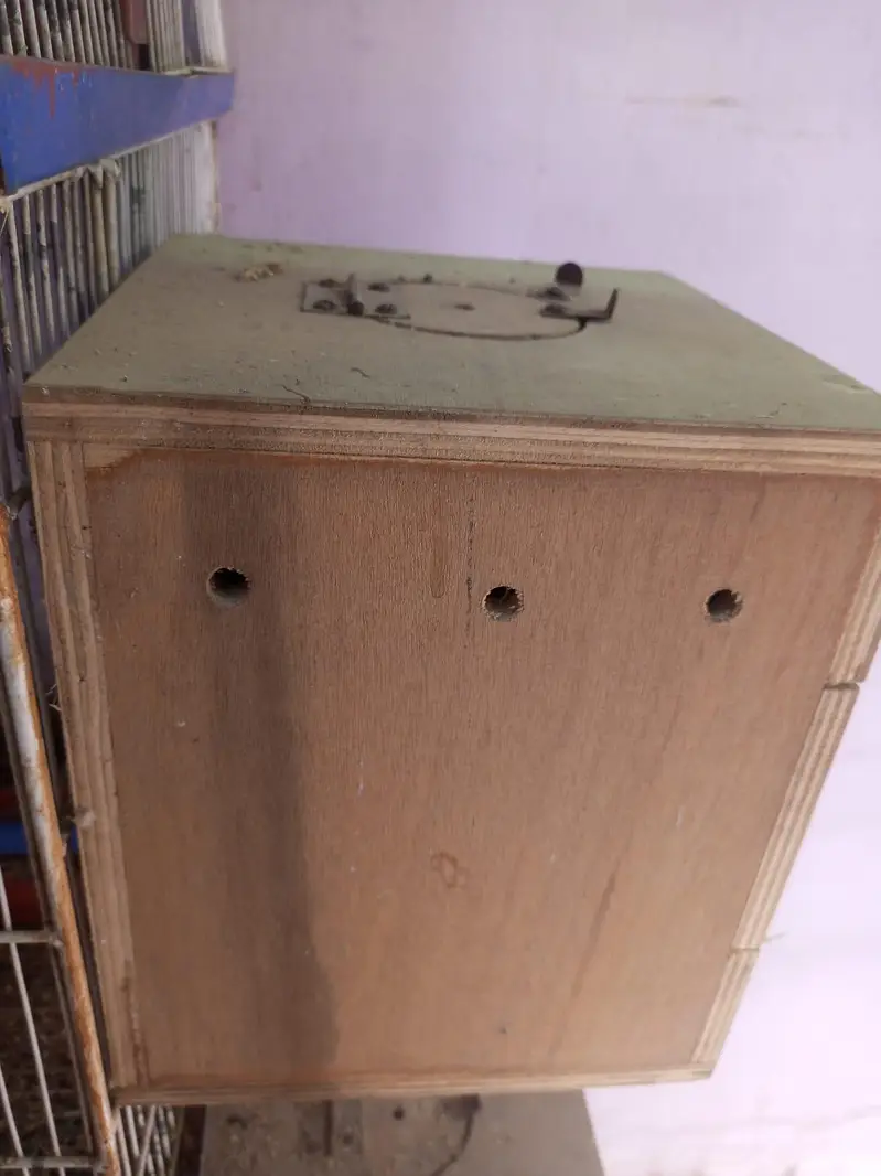 Birds Cage — photo 7