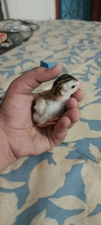 guinea fowl chicks for sale