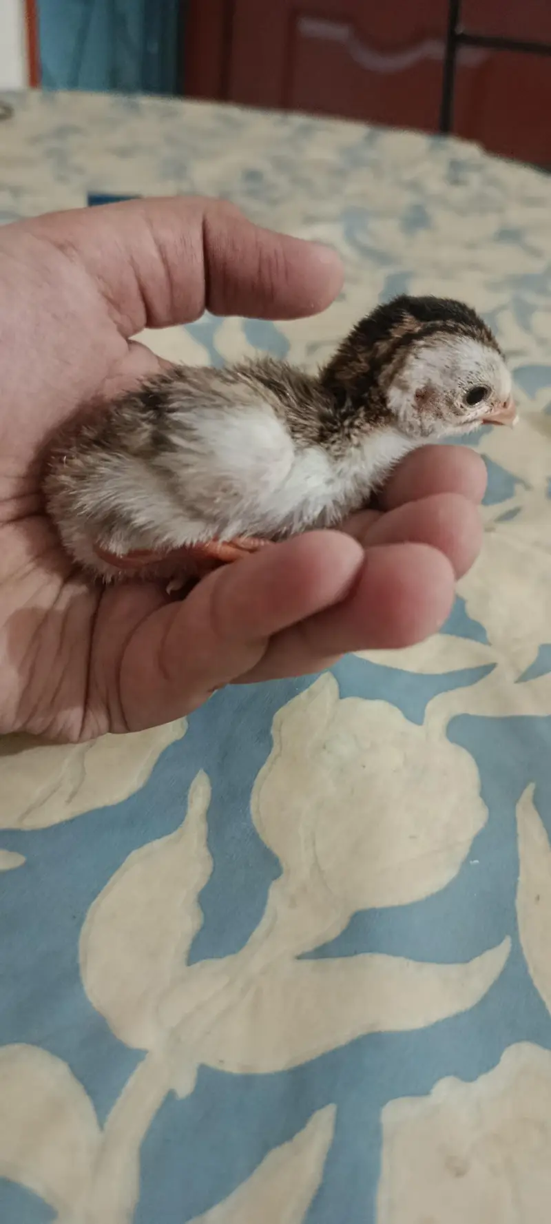 guinea fowl chicks for sale — photo 2