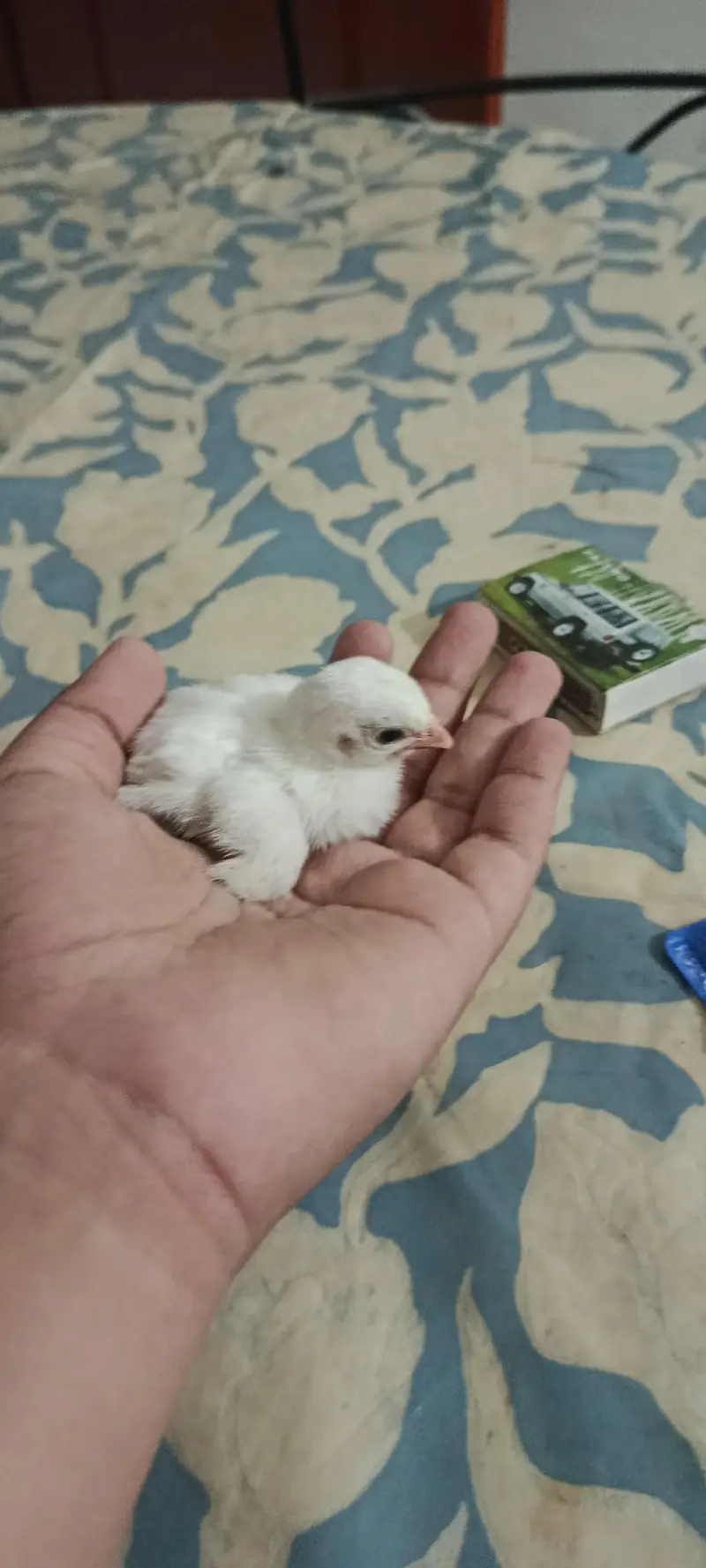 guinea fowl chicks for sale — photo 3