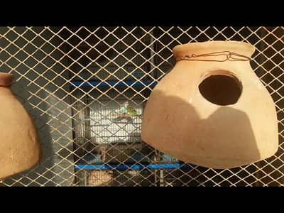 Matki for finches budgies