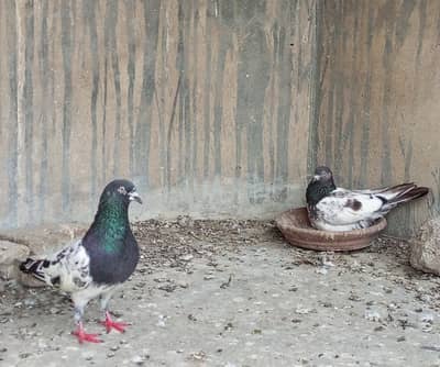 qabli kabootar pair