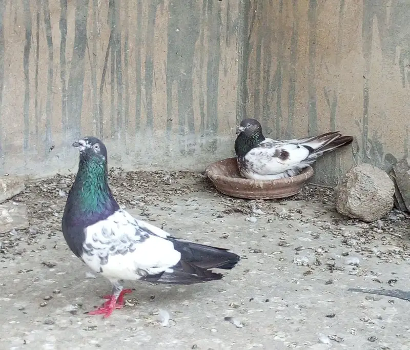 qabli kabootar pair — photo 2