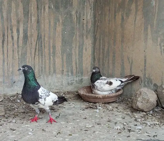 qabli kabootar pair — photo 3