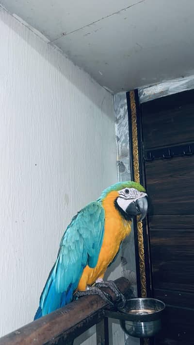 ​Premium Blue and Gold Macaw Female | 1.5 Years Old | Top Quality