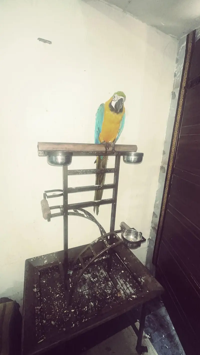 ​Premium Blue and Gold Macaw Female | 1.5 Years Old | Top Quality — photo 2