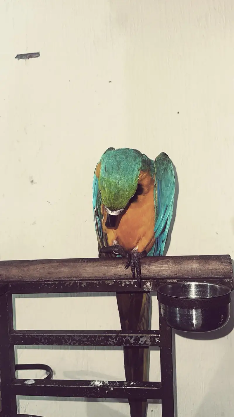 ​Premium Blue and Gold Macaw Female | 1.5 Years Old | Top Quality — photo 3