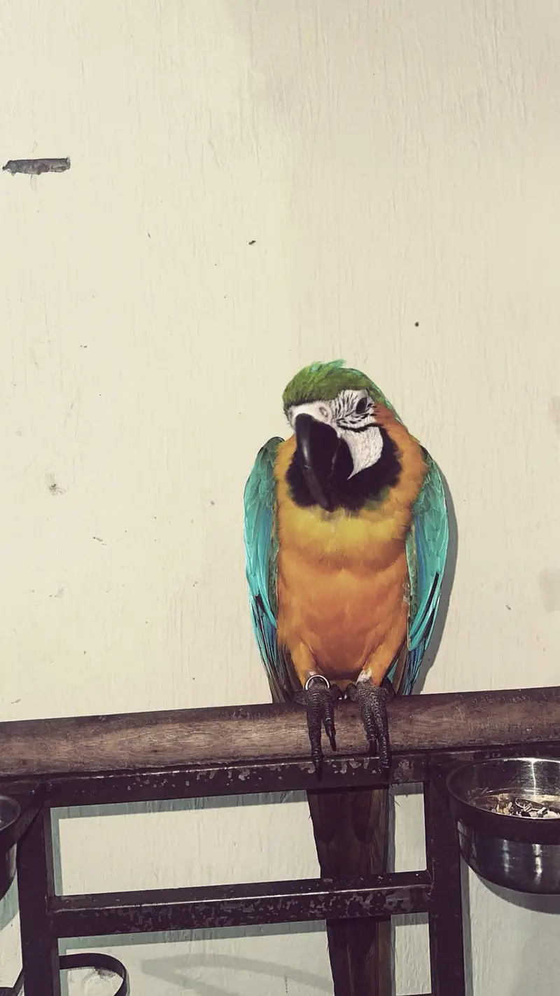 ​Premium Blue and Gold Macaw Female | 1.5 Years Old | Top Quality — photo 4