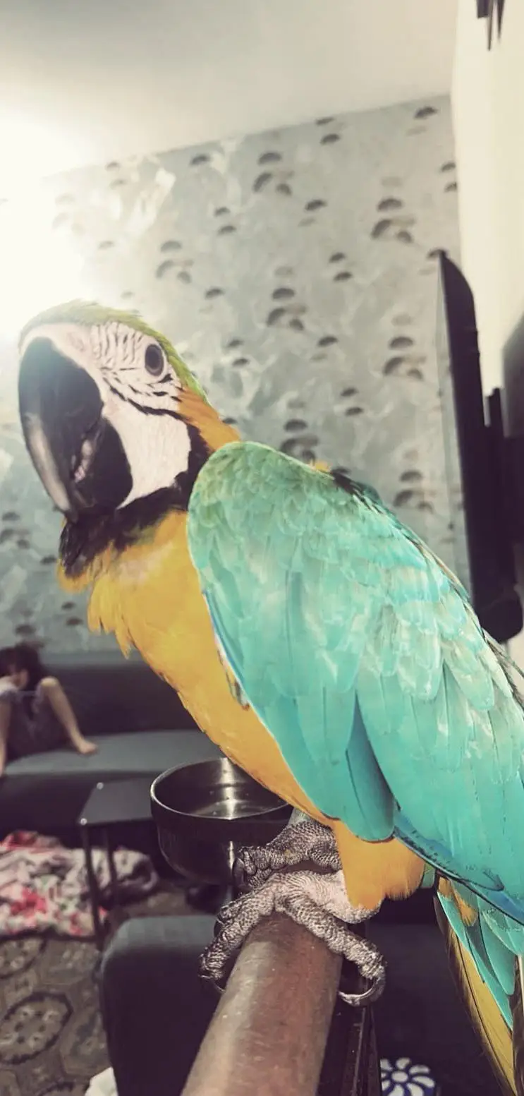 ​Premium Blue and Gold Macaw Female | 1.5 Years Old | Top Quality — photo 5