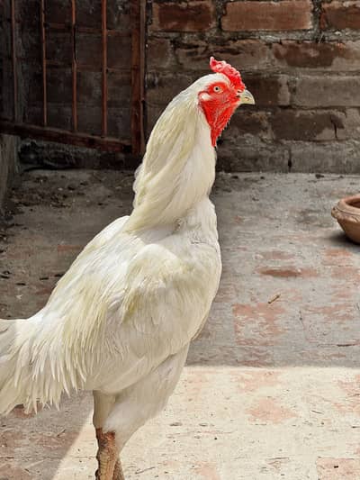 Heera chicks