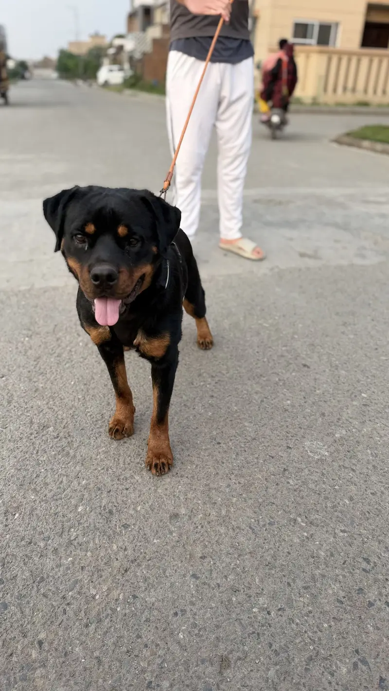 Rottweiler female — photo 2