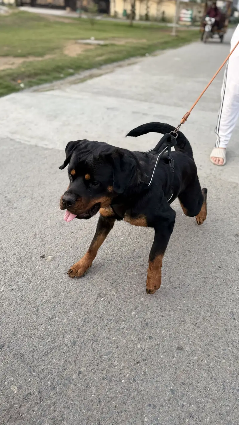 Rottweiler female — photo 3