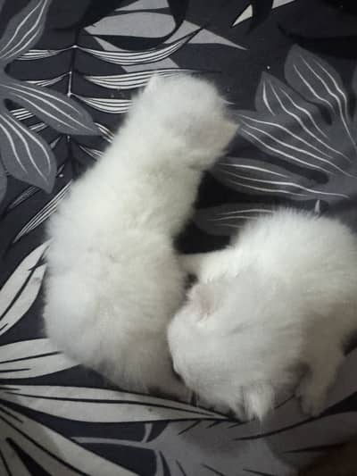 Persion cats