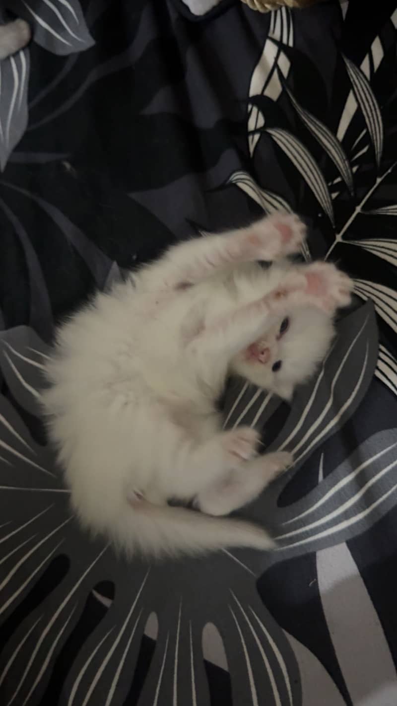 Persion cats 1